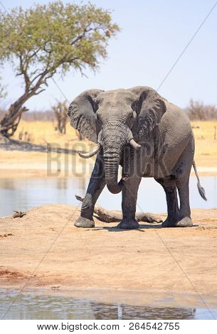 Large Bull Elephant With One Very Big Tusk Looking Directly Into Camera
