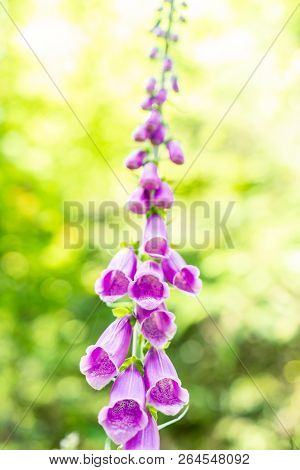 Purple Common Foxglove Digitalis Purpurea With Blurred Background