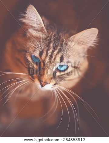 Portrait Of Striped Cat. Young Gray Domestic Striped Cat With Blue Eyes Is Looking Up Right To The C