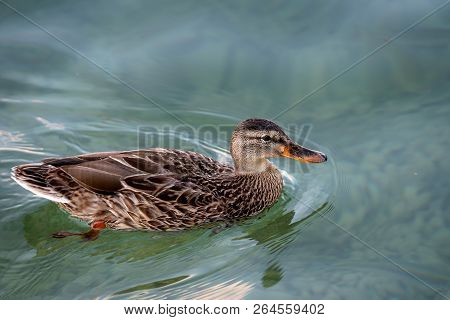Duck Swiming On The River. Wildlife Of Birds.