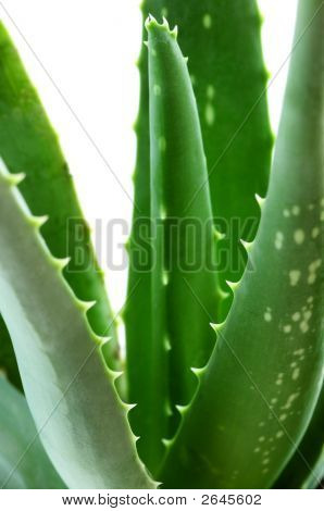 Aloe-Pflanze
