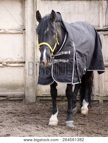 Black Horse In A Blanket On The Background Of A Concrete Wall