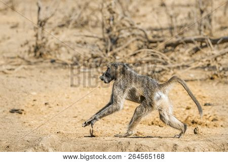 Chacma Baboon In Kruger National Park, South Africa ; Specie Papio Ursinus Family Of Cercopithecidae