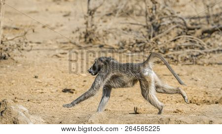 Chacma Baboon In Kruger National Park, South Africa ; Specie Papio Ursinus Family Of Cercopithecidae