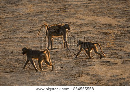 Chacma Baboon In Kruger National Park, South Africa ; Specie Papio Ursinus Family Of Cercopithecidae