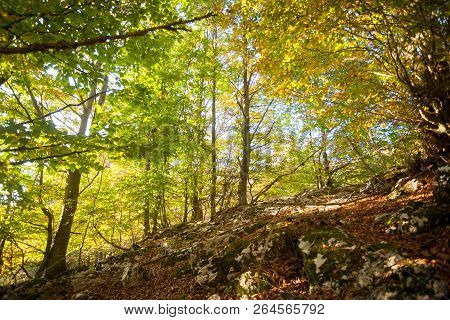 Trees In Autumn Season Background. Autumn Lansdscape