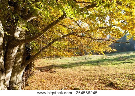 Trees In Autumn Season Background. Autumn Lansdscape