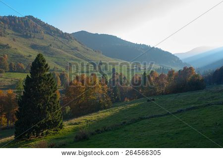 Trees In Autumn Season Background. Autumn Lansdscape
