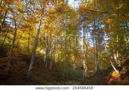 Trees In Autumn Season Background. Autumn Lansdscape