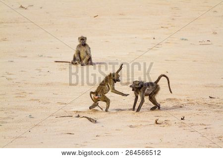 Chacma Baboon In Kruger National Park, South Africa ; Specie Papio Ursinus Family Of Cercopithecidae