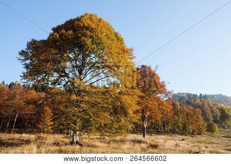 Trees In Autumn Season Background. Autumn Lansdscape