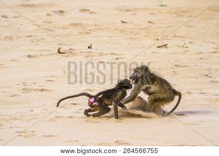 Chacma Baboon In Kruger National Park, South Africa ; Specie Papio Ursinus Family Of Cercopithecidae