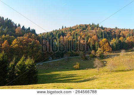Trees In Autumn Season Background. Autumn Lansdscape
