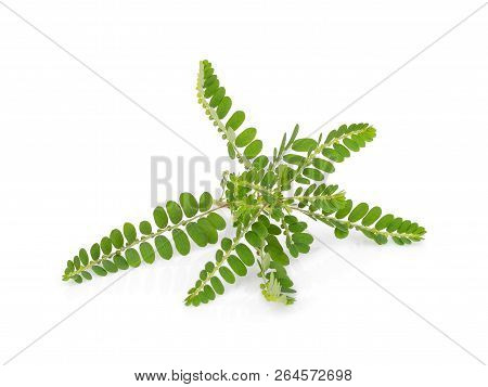 Phyllanthus Niruri Herb Isolated On White Background