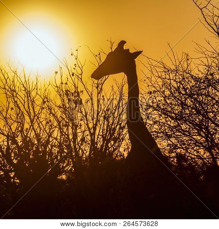 Giraffe In Kruger National Park, South Africa ; Specie Giraffa Camelopardalis Family Of Giraffidae