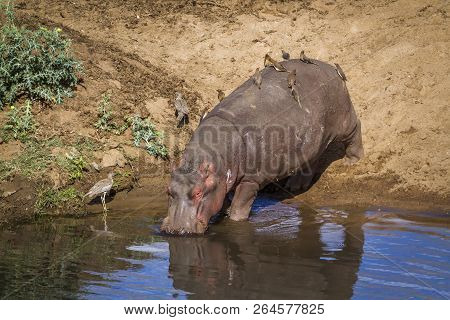 Hippopotamus In Kruger National Park, South Africa ; Specie Hippopotamus Amphibius Family Of Hippopo