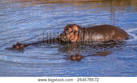 Hippopotamus In Kruger National Park, South Africa ; Specie Hippopotamus Amphibius Family Of Hippopo
