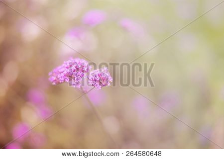 Beautiful Pink And Colorful Pastel Flower Field,blur Flowers  For Background