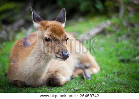 Sika Hjort (lat. Cervus nippon) doe