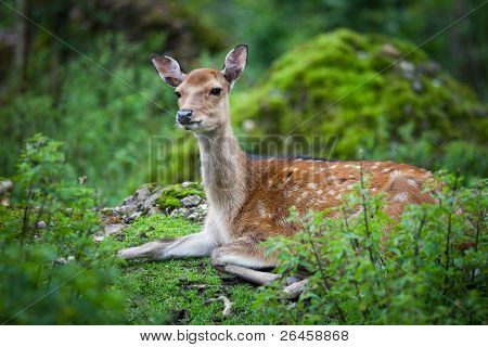Sika Hjort (lat. Cervus nippon) doe