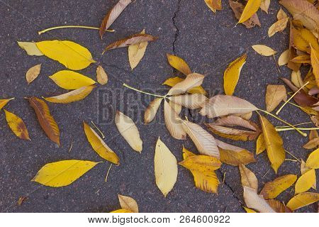 Autumn Leafs On Road, Fomin University Botanical Garden To Take A Walk.
