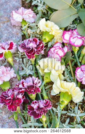 Pink And White Dianthus Caryophyllus Or Carnation Lie On The Ground