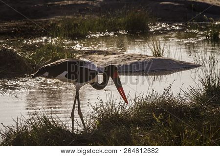 Saddle Billed Stork In Kruger National Park, South Africa ; Specie Ephippiorhynchus Senegalensis Fam