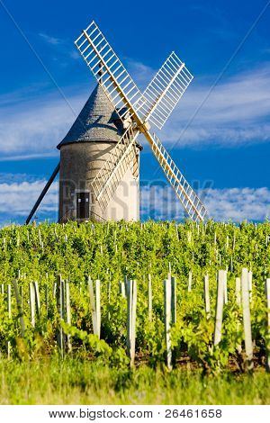 vigneti con mulino a vento vicino Chenas, Beaujolais, Borgogna, Francia