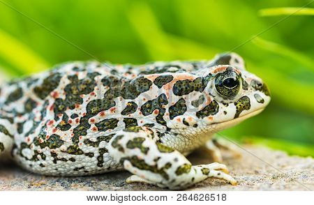 Portrait Of Green Toad Sitting On Stone