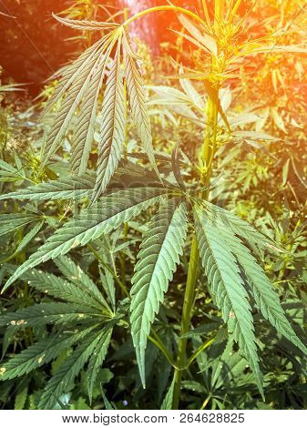 Marijuana Leaves, Cannabis On A  In The Background A Green Grass, A Sheet Of Regular Cannabis Form, 