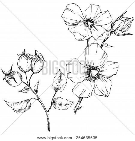 Wildflower Rosa Canina In A Vector Style Isolated. Black And White Engraved Ink Art.
