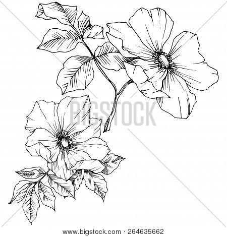 Wildflower Rosa Canina In A Vector Style Isolated. Black And White Engraved Ink Art.