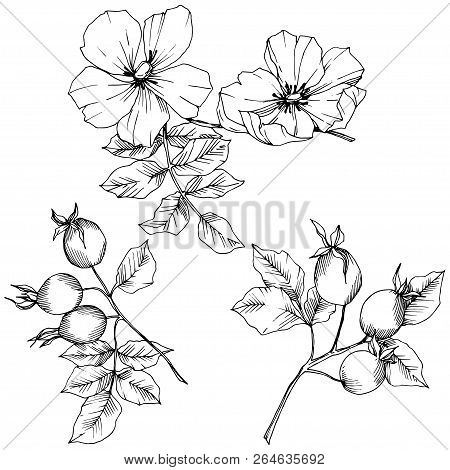Wildflower Rosa Canina In A Vector Style Isolated. Black And White Engraved Ink Art.