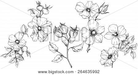 Wildflower Rosa Canina In A Vector Style Isolated. Black And White Engraved Ink Art.