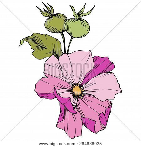 Wildflower Rosa Canina In A Vector Style Isolated. Pink Engraved Ink Art.