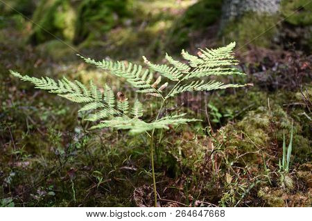 Wild Bracken Plant Closeup By A Forest Fround