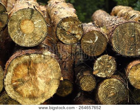 Wood Textures Cut  Like Natural Pattern, Poland