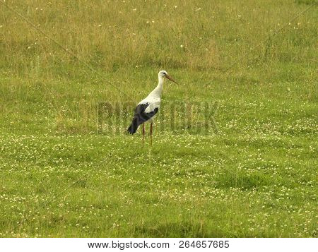 Bird Flaying  Over Field In Green, Poland