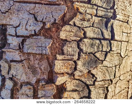 The Bark Of The Tree With Ants Climb Up There And The Sun Shone Through In The Evening.
