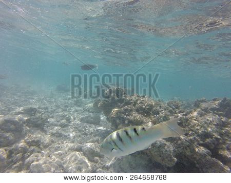 Unnderwater Fisch With Blue Water Colorfull Reef