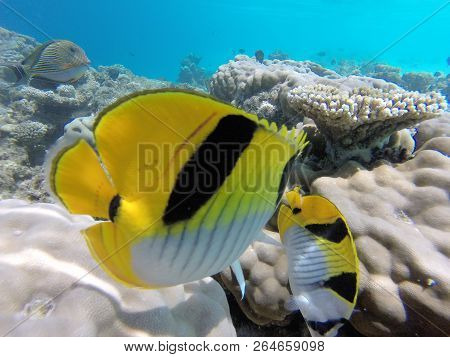 Unnderwater Fisch With Blue Water Colorfull Reef