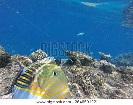 Unnderwater Fisch With Blue Water Colorfull Reef