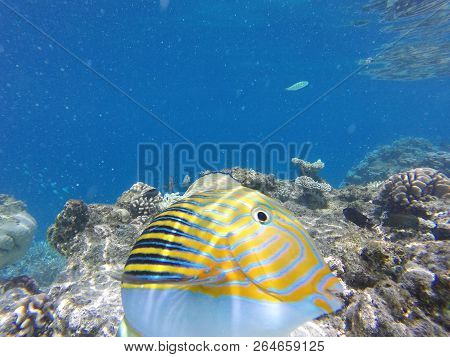 Unnderwater Fisch With Blue Water Colorfull Reef