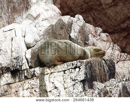 Seals Seating On The Rockin Peru Islnads