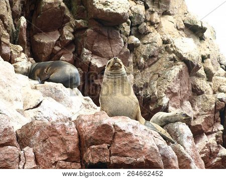 Seals Seating On The Rockin Peru Islnads