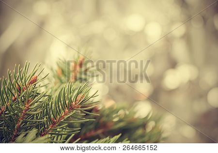 Silver Christmas Background Of Defocused Bokeh Lights With Fir Tree Branches
