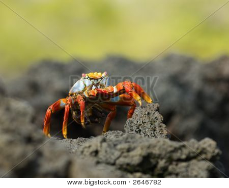 Czerwony krab na skale, Wyspy Galapagos