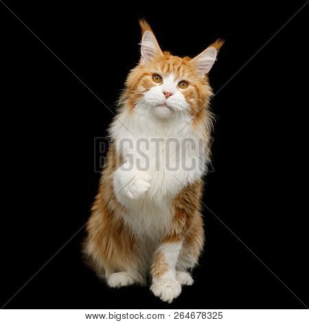 Red Maine Coon Cat Isolated On Black Background