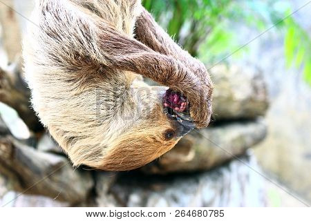 Cute Sloth Hanging On The Tree. The Slowest Representative Of Mammals.