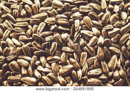 Black Sunflower Seeds Closeup Without Additional Food